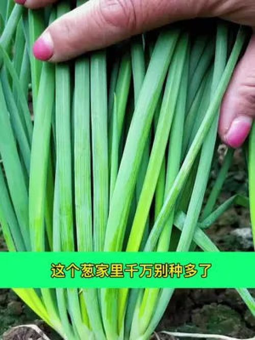 小香蔥得一種新品種,分生能力特別強 香蔥味濃郁 家庭種植 蔬菜種子 分蔥 優質農產品