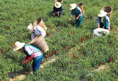 農民種植農產品,為什么很難致富呢?原因有以下4點