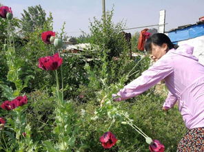 這群農民種植的產品,有武警24小時看護,農產品也不愁沒銷路